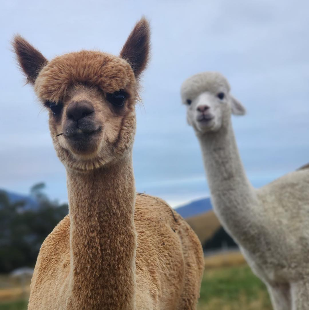 Akaroa Alpaca Farm - Small Group Tour - Photo 1 of 13